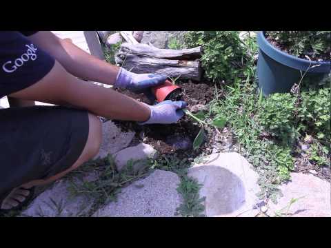 how to grow a banana tree