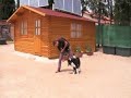 Habilidad Canina \"Ochos\" Habilidad Canina \"Ochos\"