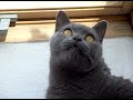 Schnatternde Katze Schnatternde Katze