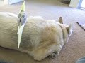 Lacy and Pasta 5
