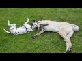 Tayo Kangal, M 3 Jahre, sucht ein Zuhause