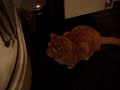Kat die graag met water speelt, geinig! Kat die graag met water speelt, geinig!