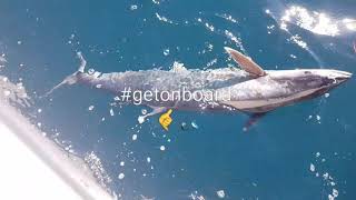 Spanish mackerel out of South West Rocks