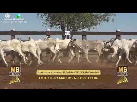 511� LEIL�O VIRTUAL MB LEIL�ES