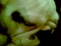 Sleep / Yoda1