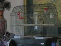 Peep Peep sings!