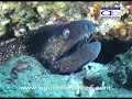 Buceo en Cabo de Gata (aguamarbuceo)