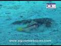 Buceo en Cabo de Gata (aguamarbuceo)