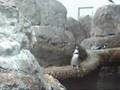videos de My School At The Zoo!!