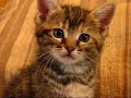 My Manx Kittens