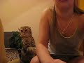 Il gatto cerca coccole