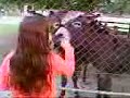 Sinem Keci,�rdek ve esek