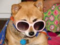 Mi Amigo, the Dingo Mi Amigo, the Dingo