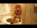 Click here to watch this video 人間用トイレ訓練 卒業！