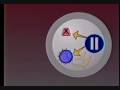Ver Video