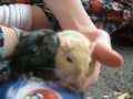 Gerbils eating a pokemon card.mpg