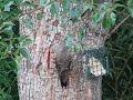Flicker
