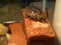 Turtlesh*t