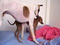 Whippet vs.  Italian   Greyhound