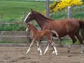 Christie & foal 08 Christie & foal 08