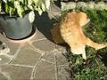 videos de cats fight - Chicco vs Minichicco