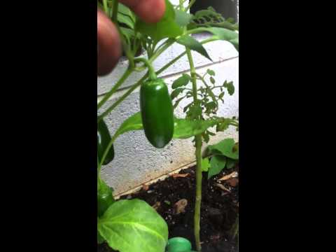 how to harvest jalapenos