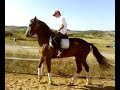 Dressage-Piaffer-Passage Training Dressage-Piaffer-Passage Training