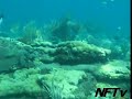 Zycie w oceanie - Floryda - Rafa Zycie w oceanie - Floryda - Rafa