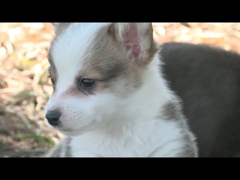 Playful Corgi Puppies Hop Around