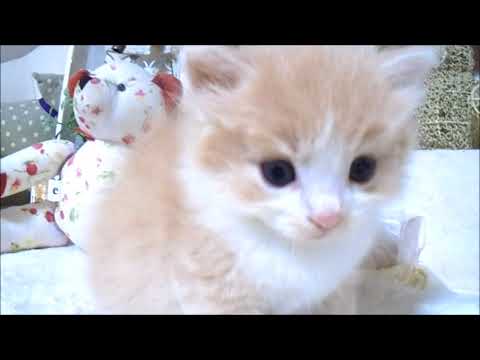 YouTube Preview Image