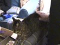 charmed cat