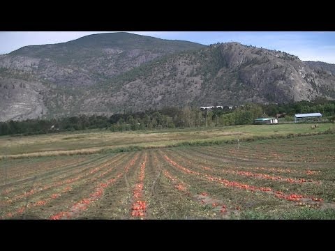 how to harvest uranium