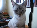Adote gatinhos lindos