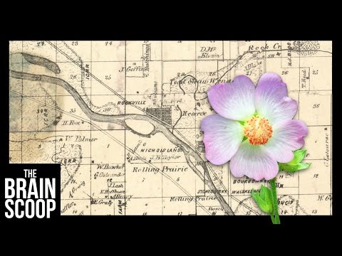 Biodiversity: The beauty of Life