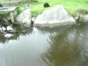monkeys fighting at fota zoo in ireland