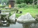 monkeys fighting at fota zoo in ireland