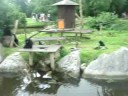 monkeys fighting at fota zoo in ireland