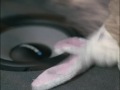 Blaupunkt: Stuffed Animals Commercial