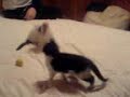 Kittys 3