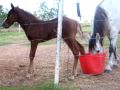Cobar's Adventures - Feed time