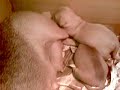 Lola e i cuccioli a 15 giorni di vita... hanno aperto gli occhi!! www.lolapet.tk