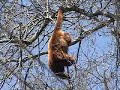 Bugios - Howler Monkeys - Alouatta Bugios - Howler Monkeys - Alouatta