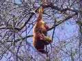 Bugios - Howler Monkeys - Alouatta