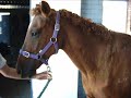 My Babii Flicka