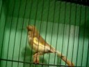 GLOSTER