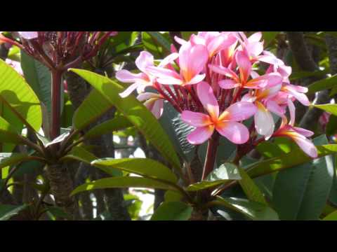 how to replant frangipani tree