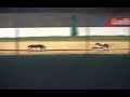 greyhound-racing-dublin.html