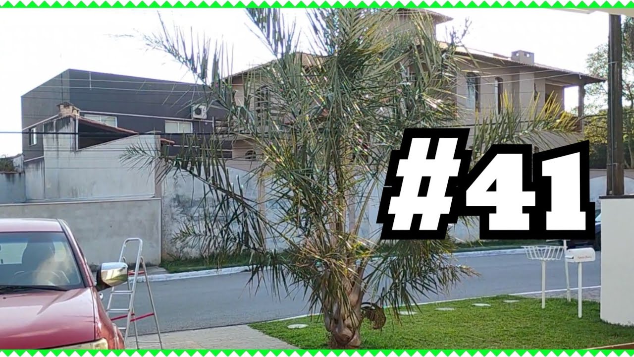 36ª Folha ) Coqueiro Licuri| Atualização Ձ૦Ձ6