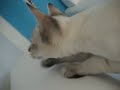 Siamese Kitten Making Funny Noises at a Fly Siamese Kitten Making Funny Noises at a Fly