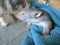 The cutest creature alive - Baby Wombat